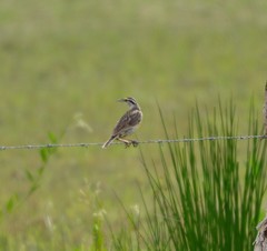 Sturnella magna auropectoralis