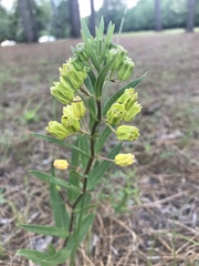 Asclepias pedicellata