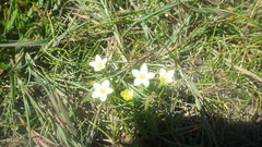 Centaurium maritimum