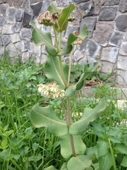 Asclepias glaucescens