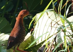 Rallina fasciata