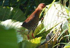 Rallina fasciata