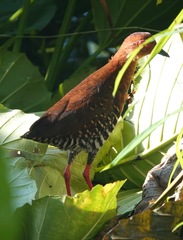 Rallina fasciata