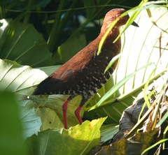 Rallina fasciata