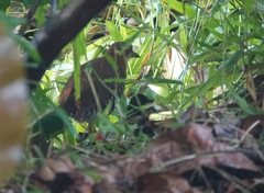 Rallina fasciata