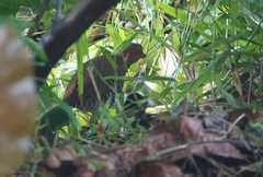 Rallina fasciata