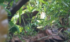 Rallina fasciata
