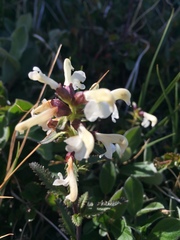 Pedicularis lapponica