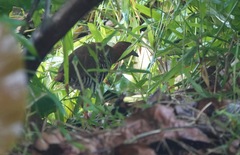 Rallina fasciata