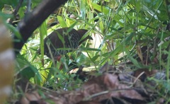 Rallina fasciata