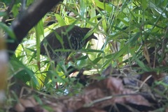 Rallina fasciata