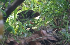 Rallina fasciata