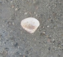 Anomalocardia flexuosa