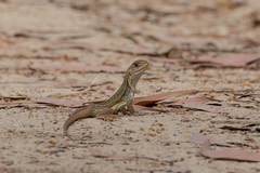 Reeves' Butterfly Lizard photo 2