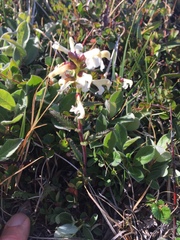 Pedicularis lapponica