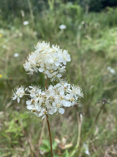 Dropwort (Filipendula vulgaris)