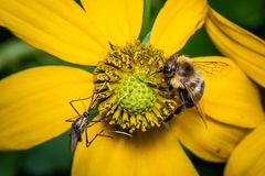 Toxorhynchites rutilus septentrionalis