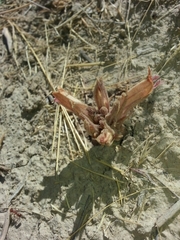 Aphyllon corymbosum