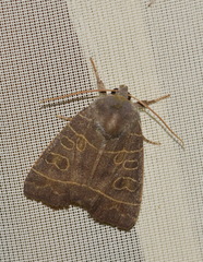 Ipimorpha subtusa
