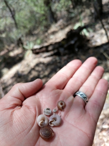 Huachuca Woodland Snail