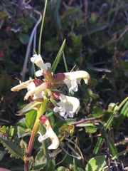 Pedicularis lapponica
