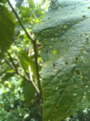 Puccinia malvacearum