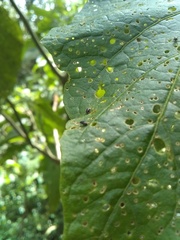 Puccinia malvacearum