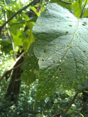 Puccinia malvacearum