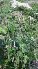 Heracleum sphondylium