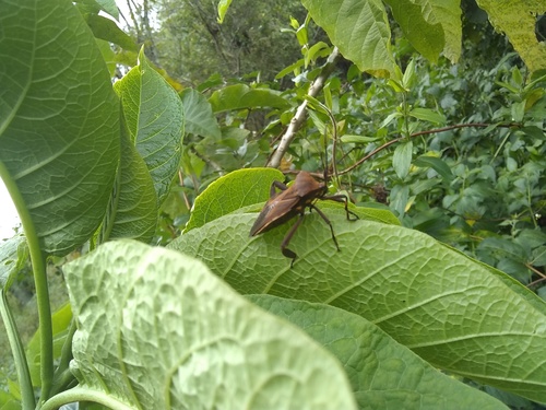 Thasus heteropus