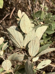 Rhynchosia nitens