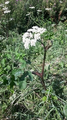 Heracleum sphondylium