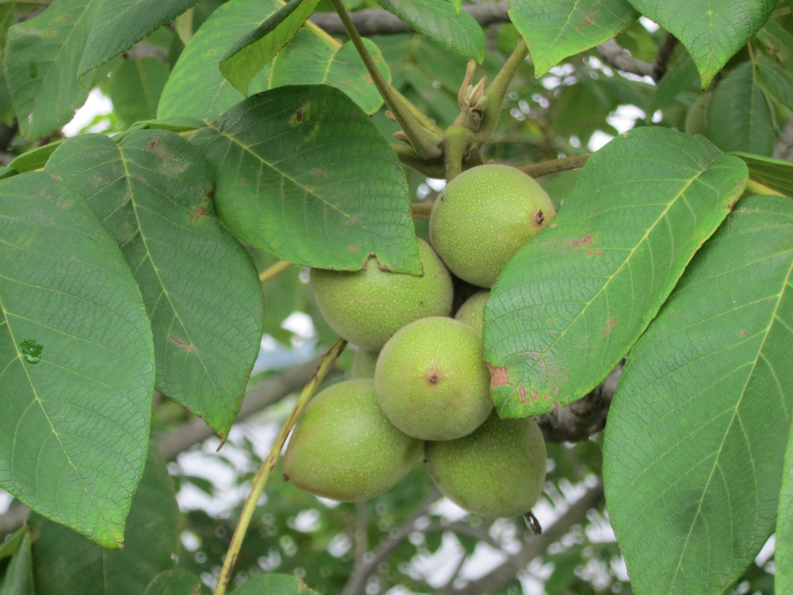 Juglans ailantifolia