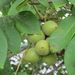Japanese Walnut - Photo (c) belvedere04, some rights reserved (CC BY-NC), uploaded by belvedere04