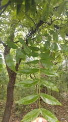 Juglans mollis