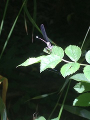 Argia tibialis