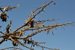 Vachellia robusta robusta