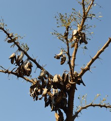 Vachellia robusta robusta