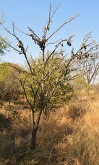 Vachellia robusta robusta