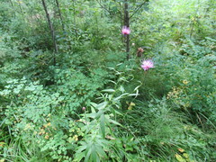 Cirsium serratuloides