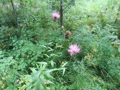 Cirsium serratuloides