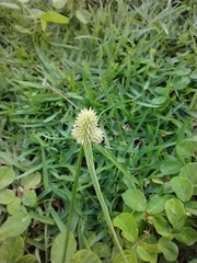Cyperaceae