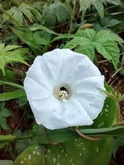 Distimake dissectus edentatus