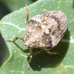 Issus muscaeformis