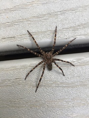 Dolomedes scriptus