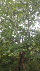 Platanus rzedowskii