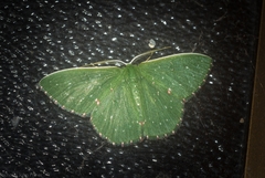 Prasinocyma iosticta