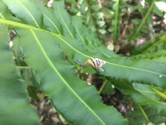Blechnum brasiliense