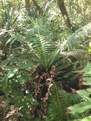 Blechnum brasiliense