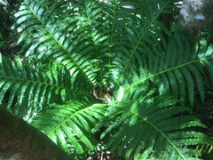 Blechnum brasiliense